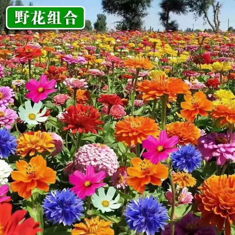 野花组合花种子多年生花籽易活四季室外盆栽宿根景观