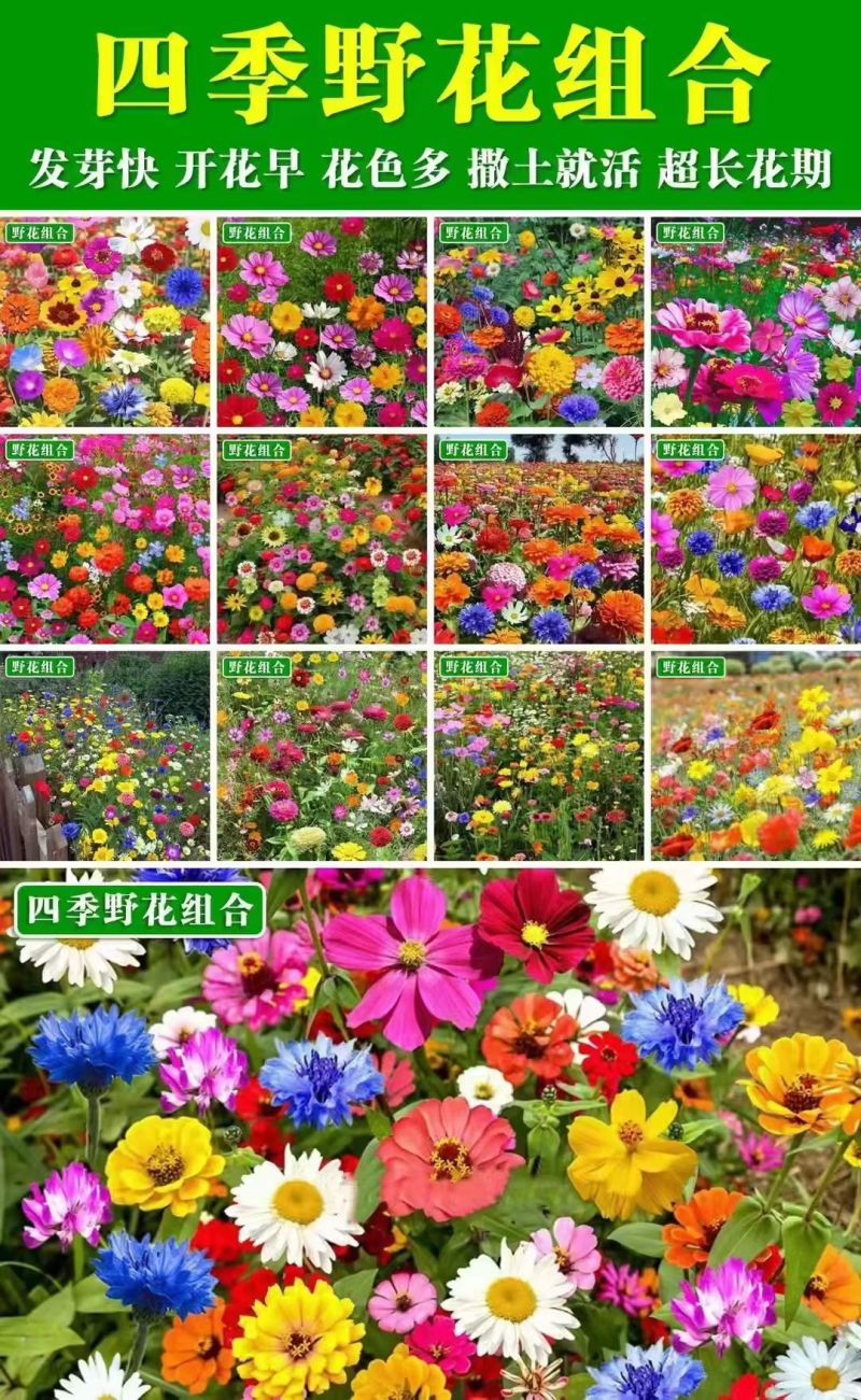 野花组合花种子多年生花籽易活四季室外盆栽宿根景观