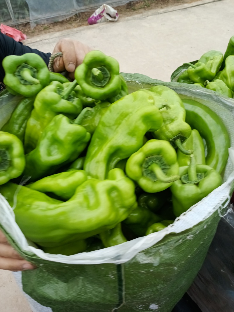 专业蔬菜代办