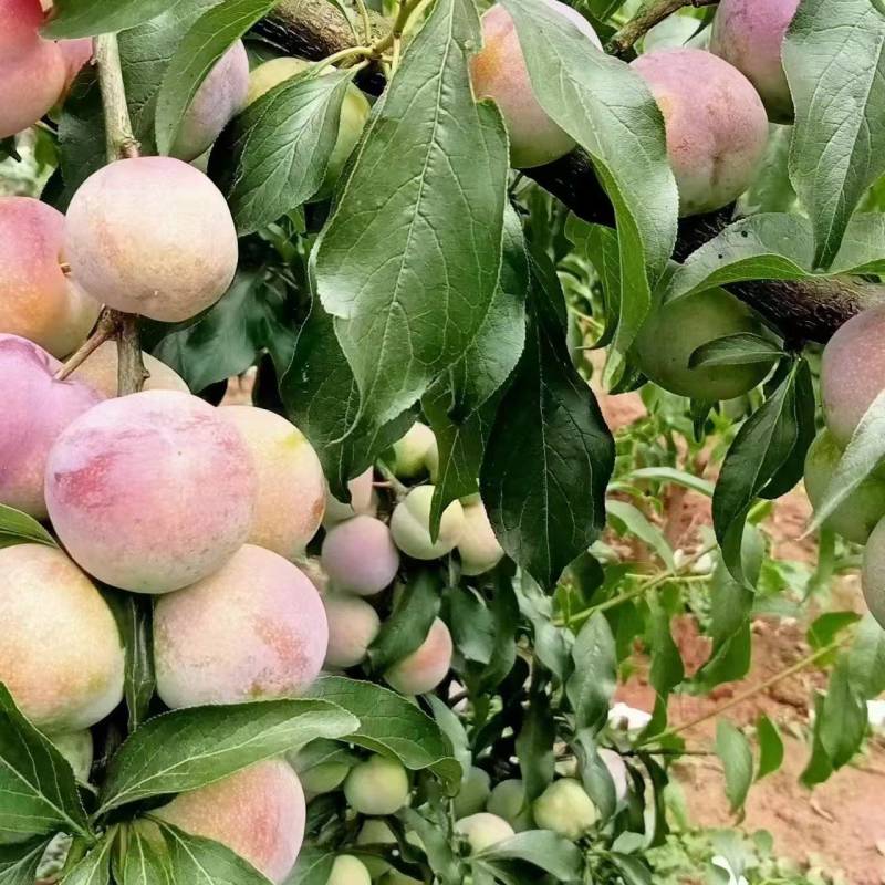 菌红李半边红