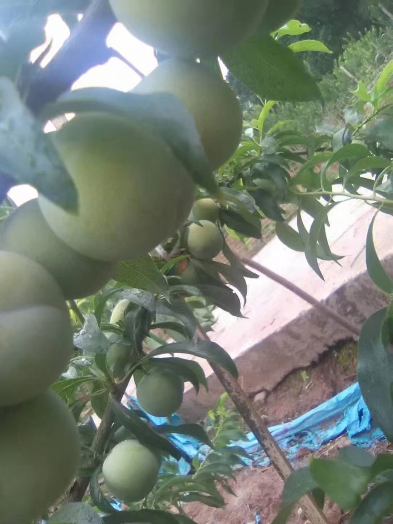 菌红李半边红