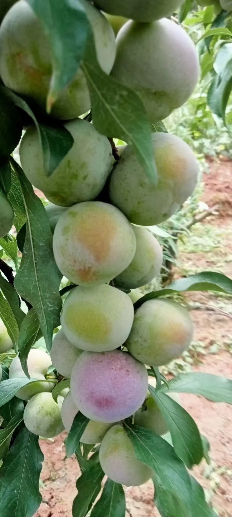 菌红李半边红