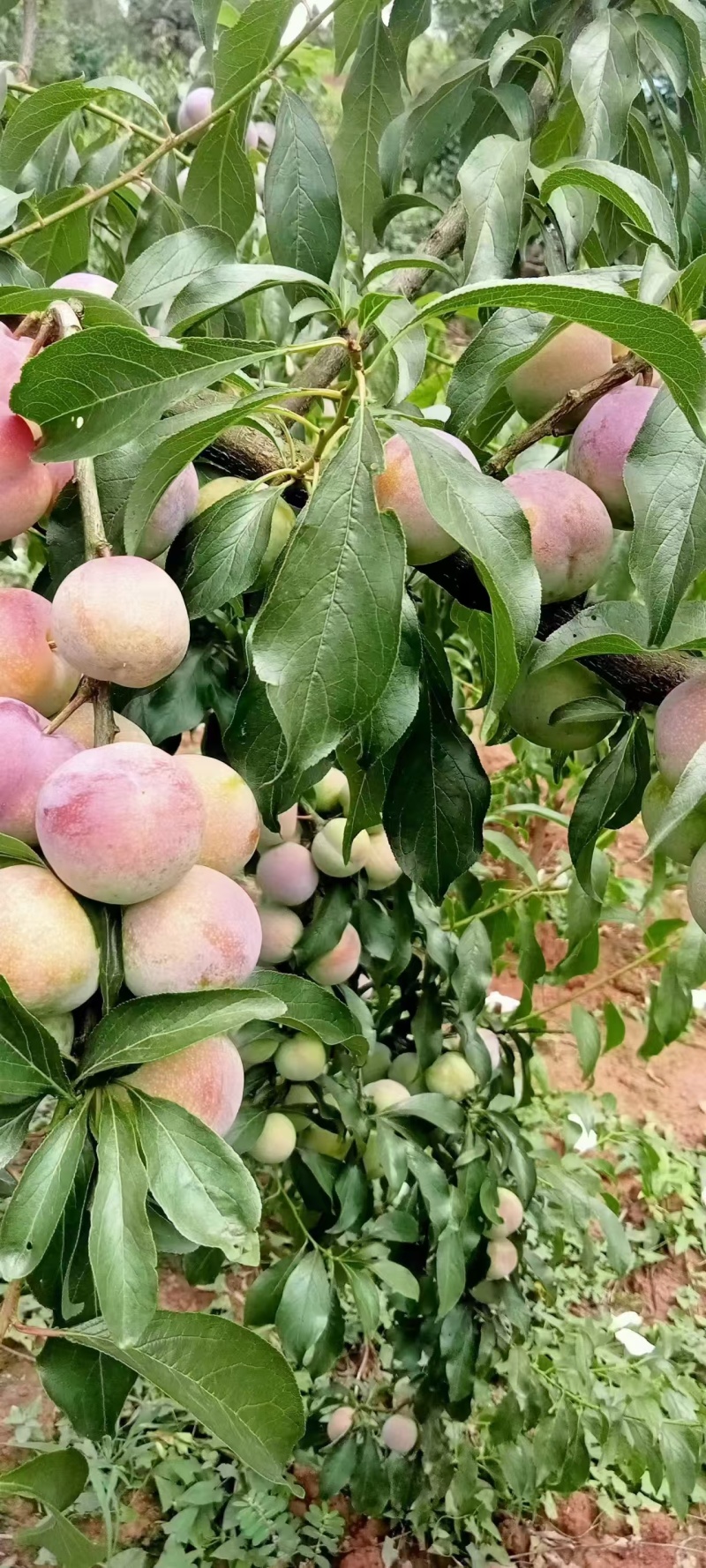 菌红李半边红