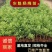 精品杨梅苗东魁杨梅苗大量供应云南产地直发根系发达成活率高