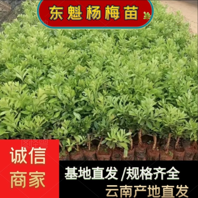 精品杨梅苗东魁杨梅苗大量供应云南产地直发根系发达成活率高