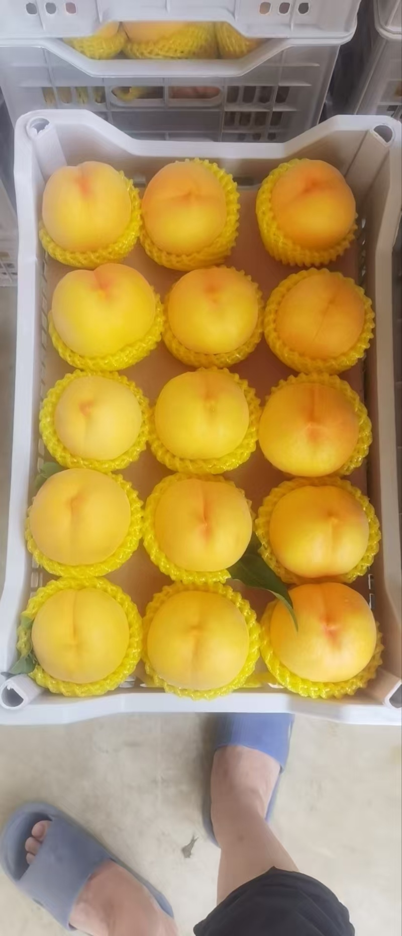 精品春雨黄桃(离核)套袋黄桃，市场货，罐头厂，榨汁厂