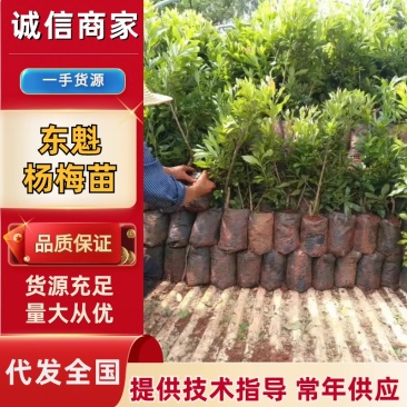 出售东魁杨梅苗根系发达成活率高云南基地直发，量大从优