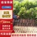 出售东魁杨梅苗根系发达成活率高云南基地直发，量大从优