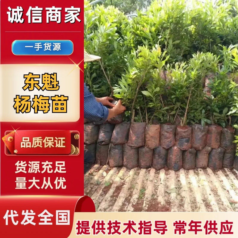 出售东魁杨梅苗根系发达成活率高云南基地直发，量大从优