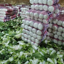 黄心白菜，精品玲珑黄白菜，散装基地直发，大小规格齐全，
