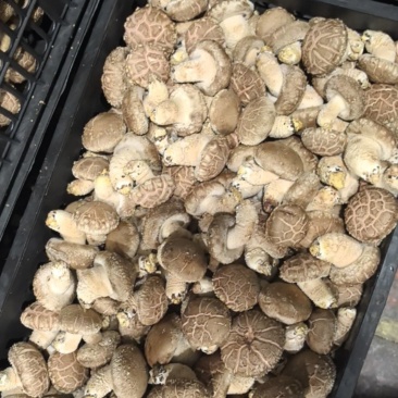 808白加花，颜色白，新鲜度好！