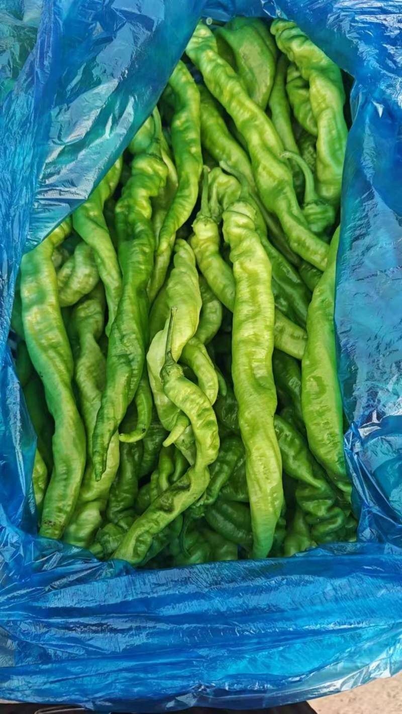 精品螺丝椒