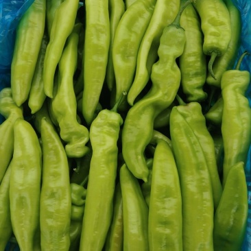 山东大辣椒