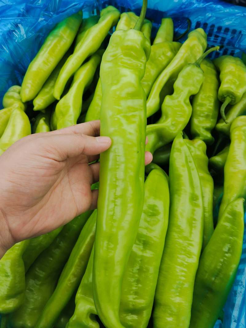 山东大辣椒