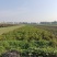 大量平度市露天土豆