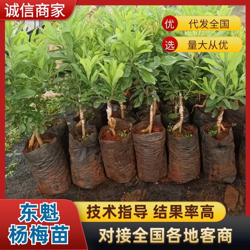 杨梅苗大量上市果实口感好成活率高，欢迎选购量大从优