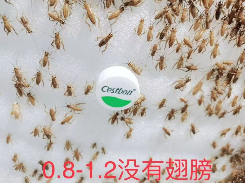 【精选】广西冻品白蟋蟀基地直发，对接全国电商团购