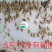 【精选】广西冻品白蟋蟀基地直发，对接全国电商团购