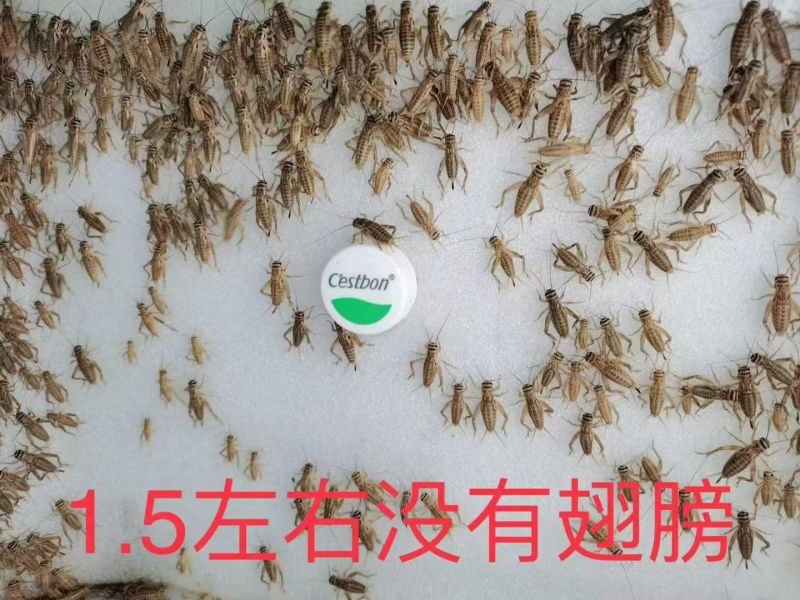 【精选】广西冻品白蟋蟀基地直发，对接全国电商团购