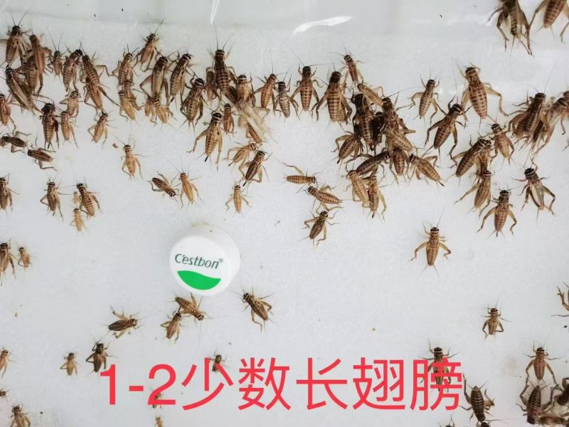 【精选】广西冻品白蟋蟀基地直发，对接全国电商团购