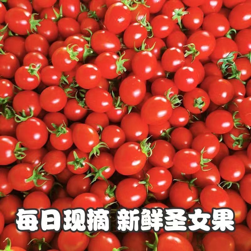 包邮）云南高原**鲜圣女果整箱现摘小西红柿奔走相告的特