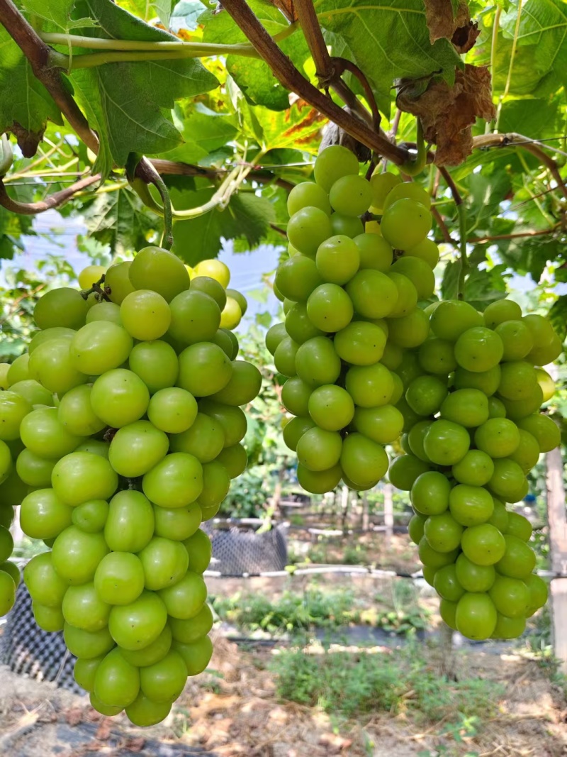 桂林兴安葡萄大量上市，夏黑巨峰阳光玫瑰温克