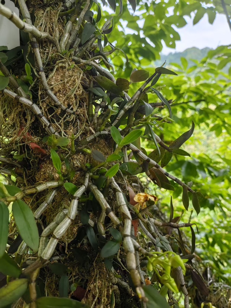 铁皮石斛打粉条，全化渣、产地直销