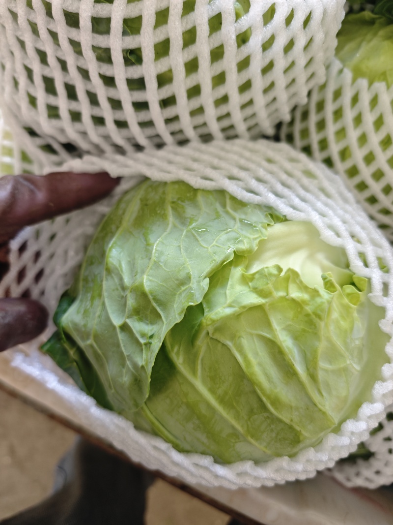 甘肃甘蓝精品圆包菜对接电商市场商超可视频