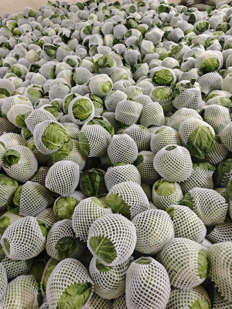 甘肃甘蓝精品圆包菜对接电商市场商超可视频