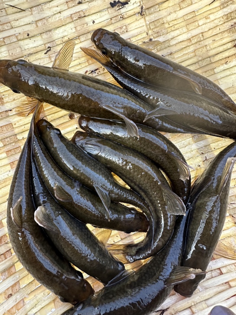 铅笔鱼/猪嘴鱼/溪水石斑