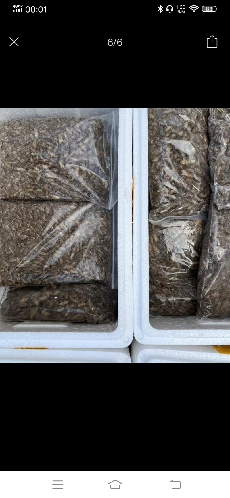 【精选】广西冻品白蟋蟀基地直发，对接全国电商团购