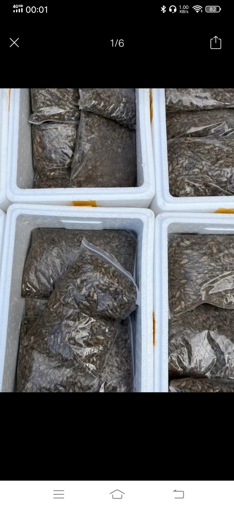 【精选】广西冻品白蟋蟀基地直发，对接全国电商团购