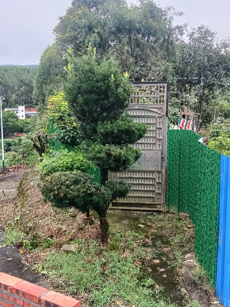 罗汉松树一批