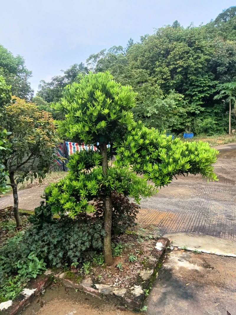 罗汉松树一批