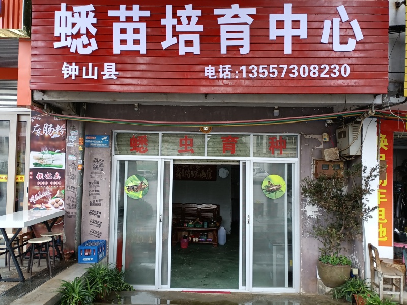 【精选】广西冻品白蟋蟀基地直发，对接全国电商团购