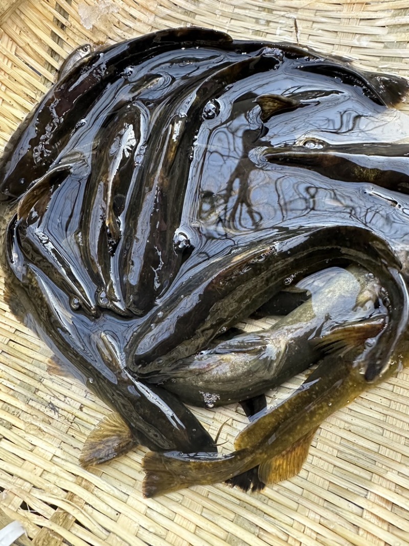 牛尾巴/溪水鱼/肉多刺少