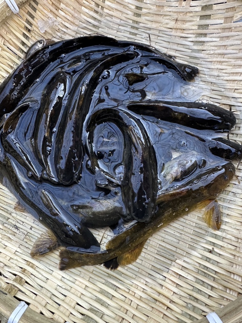 牛尾巴/溪水鱼/肉多刺少