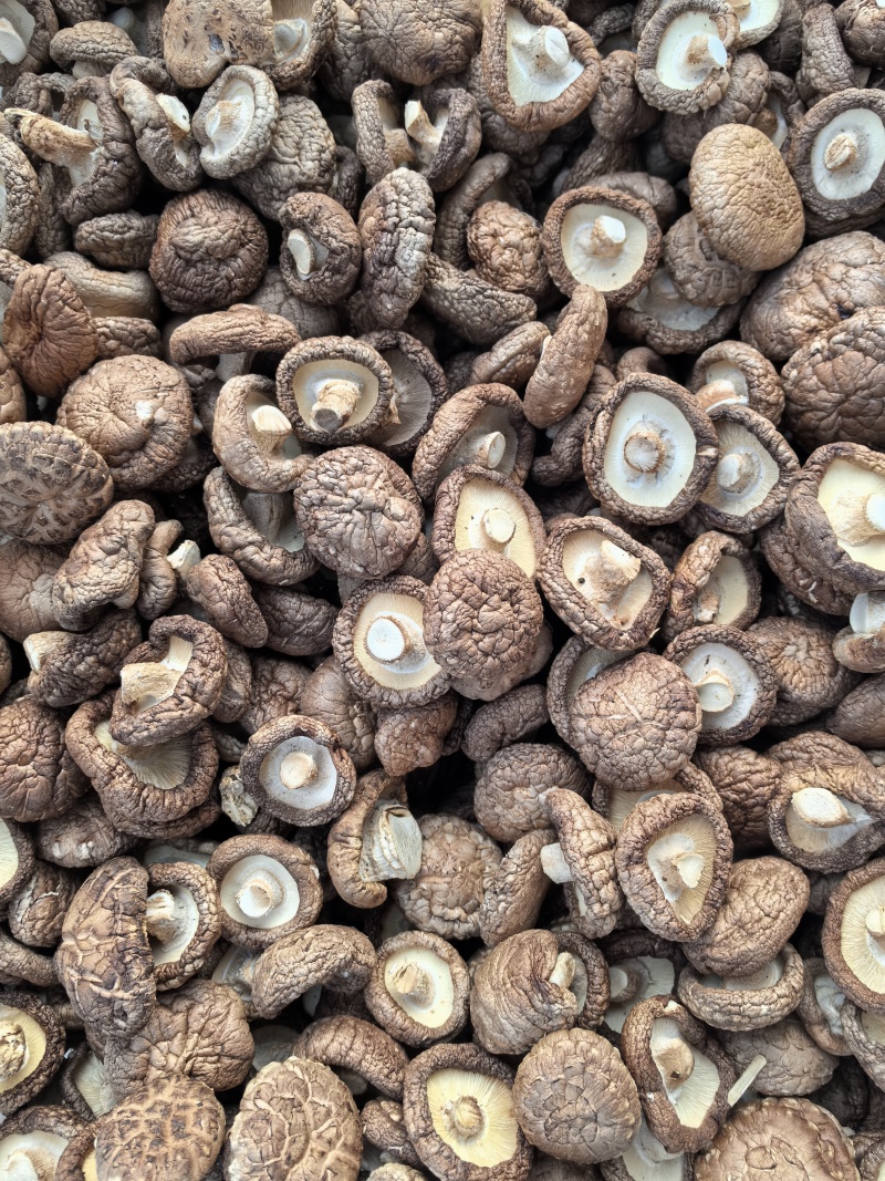 二级干香菇滑子菇大量有货基地直供可视频看货