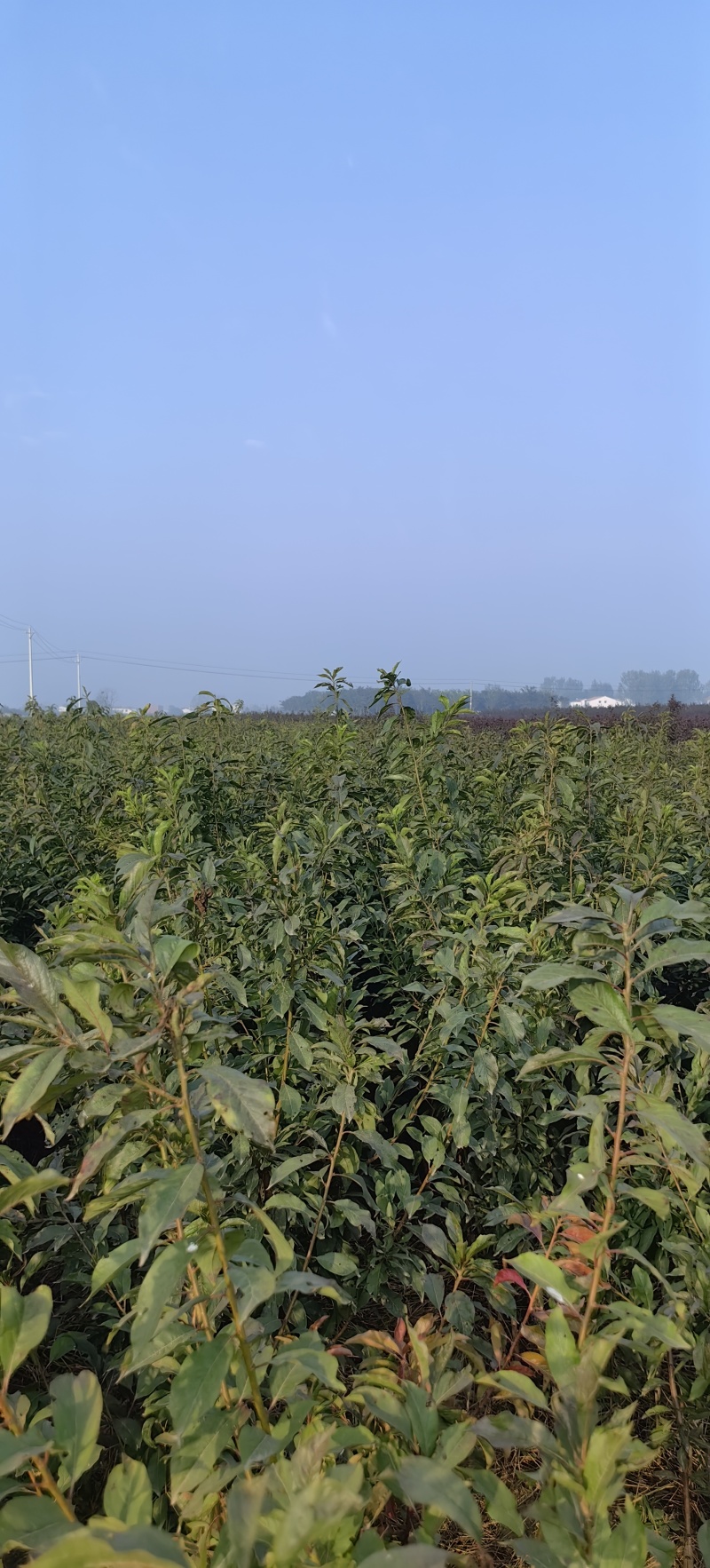 金秋晚脆李李子苗，离核脆甜堪比蜂糖李且丰产
