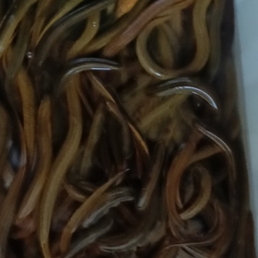 黄鳝