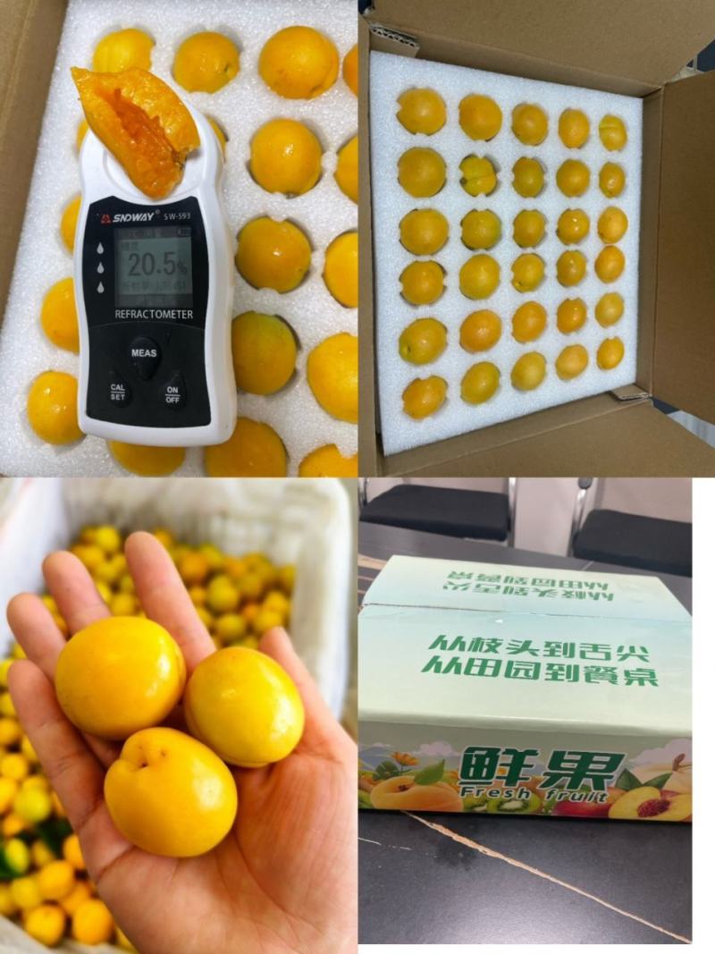 大降价！珍珠油杏，新疆小白杏，现货一件代发！