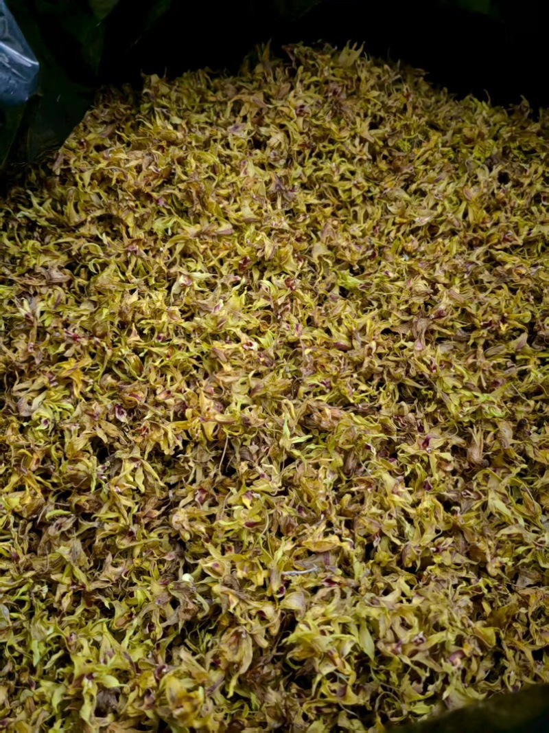 铁皮石斛花，仿野生