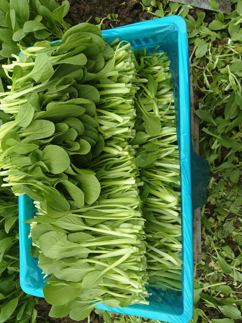 鸡毛菜