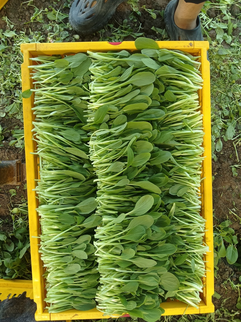 鸡毛菜