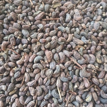 女贞子鸡腰女贞子圆果女贞子现货供应量大优惠