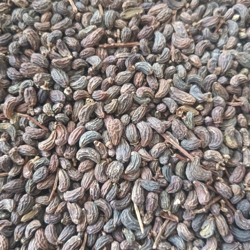女贞子鸡腰女贞子圆果女贞子现货供应量大优惠