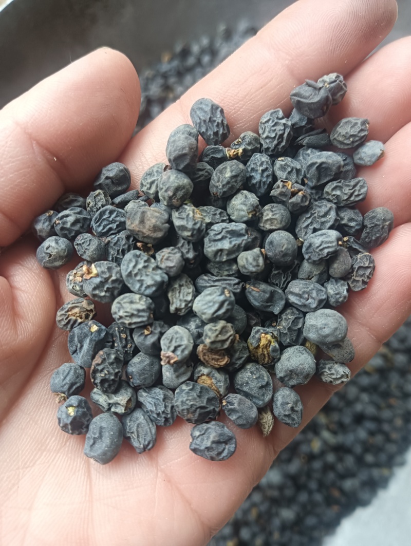 女贞子鸡腰女贞子圆果女贞子现货供应量大优惠