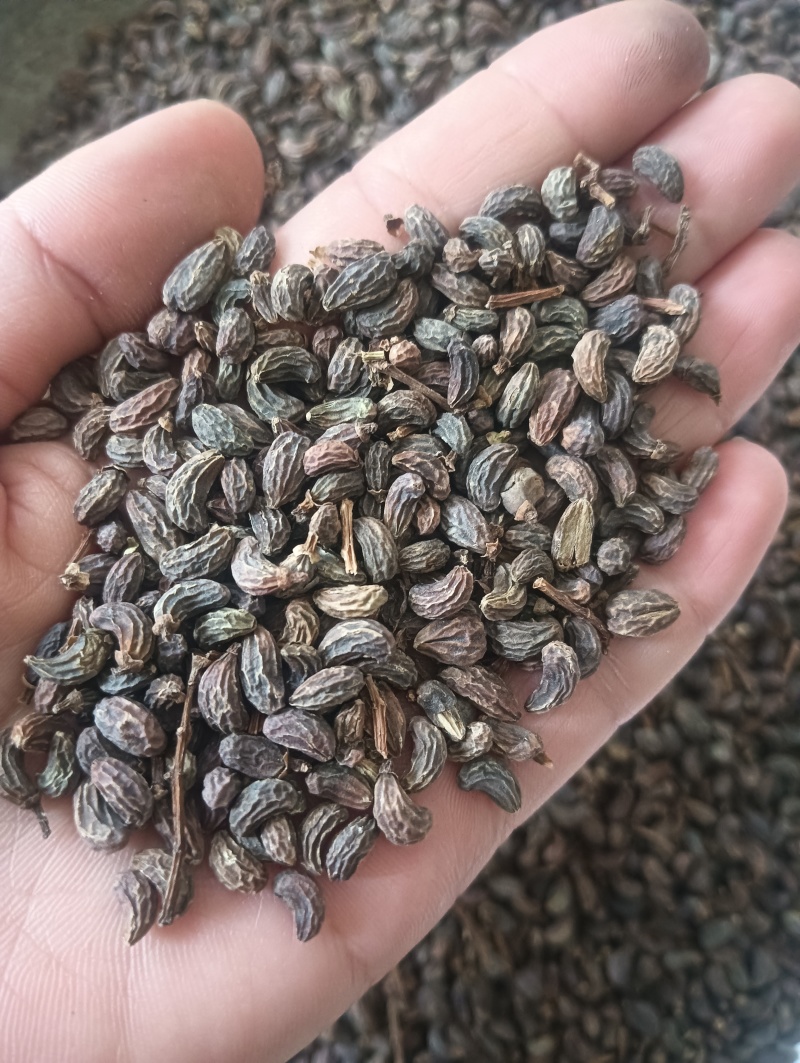 女贞子鸡腰女贞子圆果女贞子现货供应量大优惠