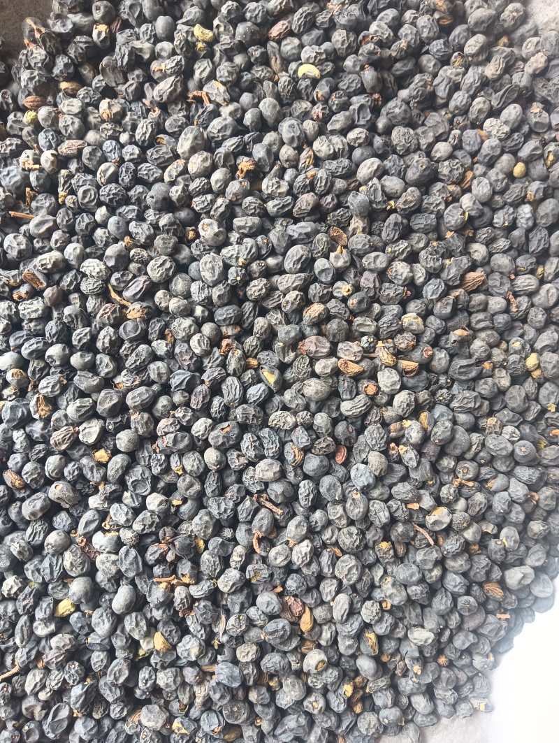 女贞子鸡腰女贞子圆果女贞子现货供应量大优惠