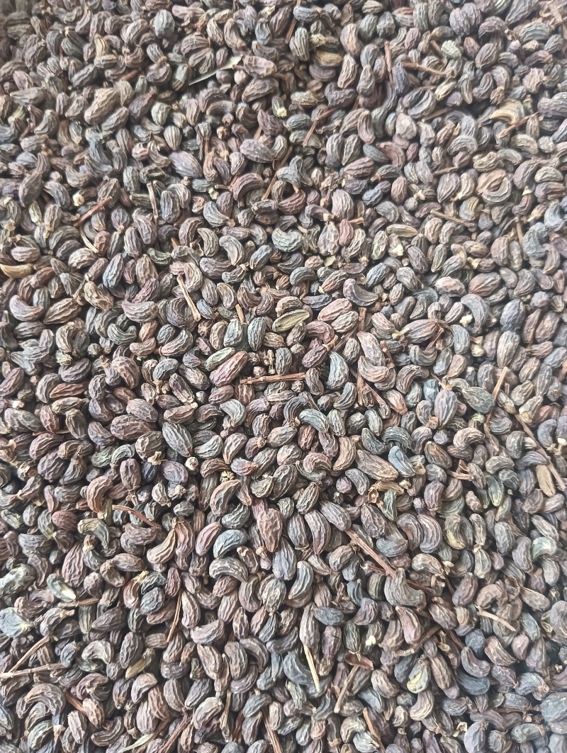 女贞子鸡腰女贞子圆果女贞子现货供应量大优惠